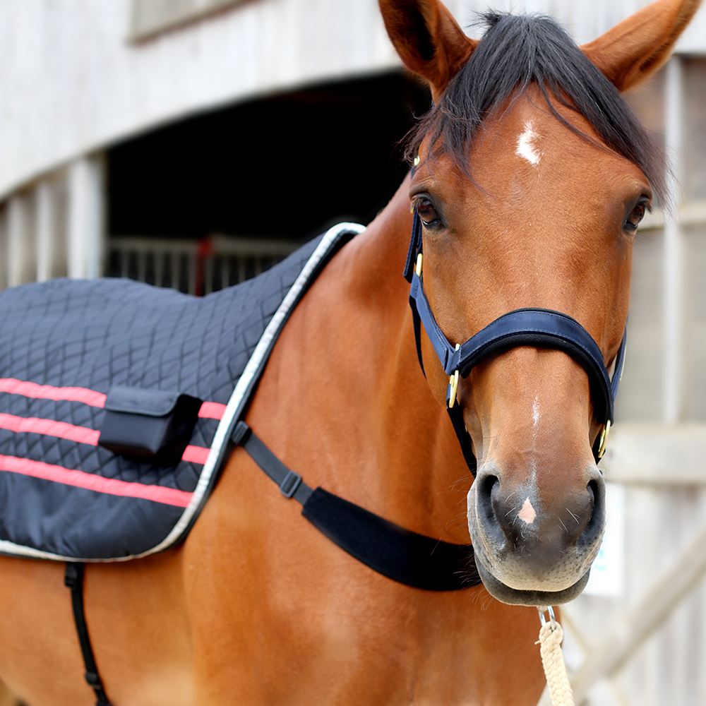 simprax® Couverture pour cheval Wash-In imprégnation - 5 litres -  Imperméabilisation de lavage respirante et sans danger pour la peau pour  chevaux/animaux - Lavable à la main - Durable et certifié : :  Animalerie